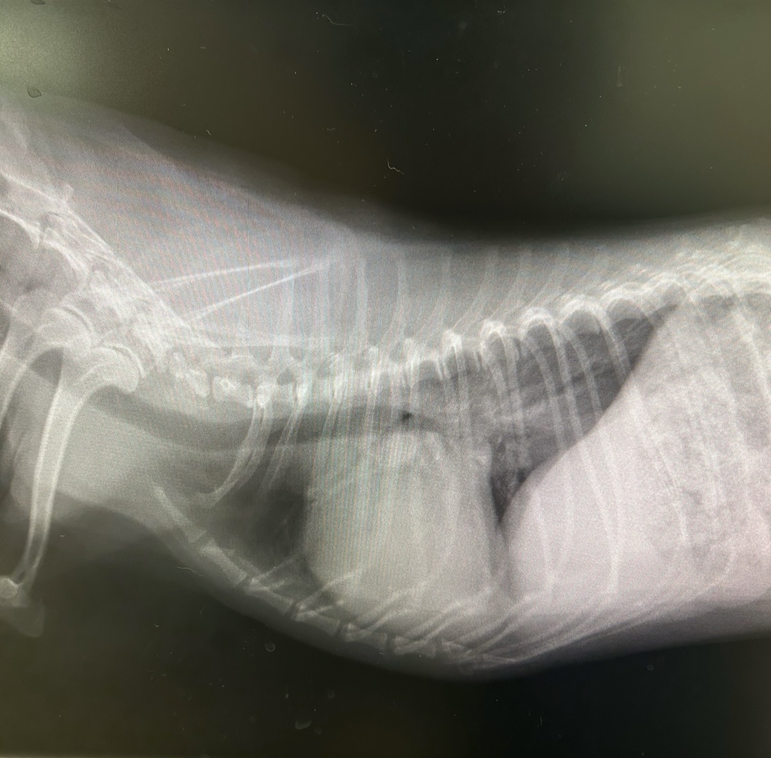 犬の僧帽弁閉鎖不全症の症状や原因、治療法について獣医師が解説